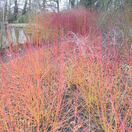 Cornus 'Midwinter Fire' - Photo by Colin Smith (CC BY-SA 3.0)