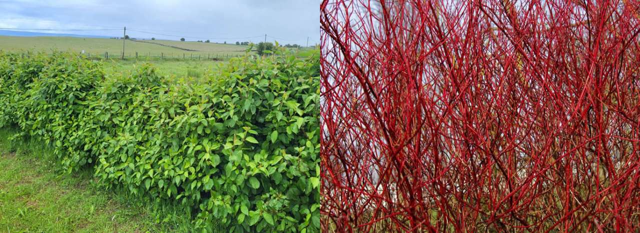 Cornus sibirica hedge in summer and winter - left image by Richard (AGC) - right image by armennano of pixabay.