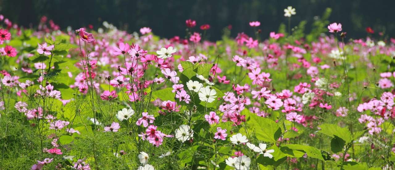 Cosmos - Image by spenicillins from Pixabay