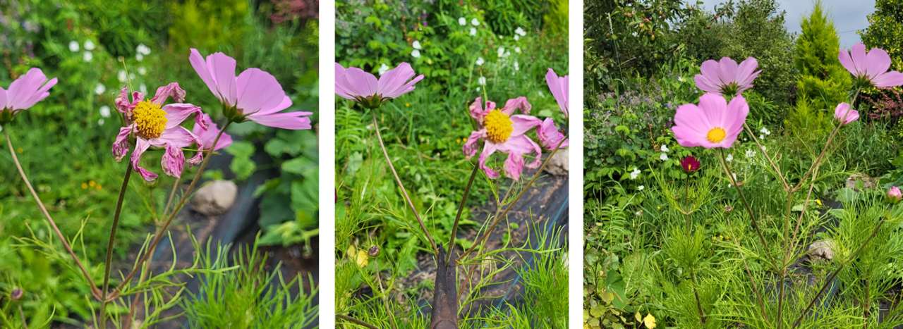 Deadheading Cosmos in Mid-Summer - Photo by Richard (AGC) taken in Boyle, 10/07/2026