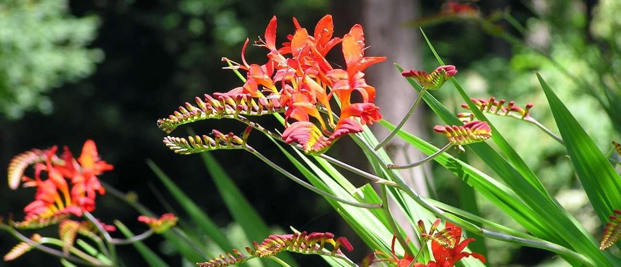 Crocosmia / Montbretia - Image by Sharon from Pixabay