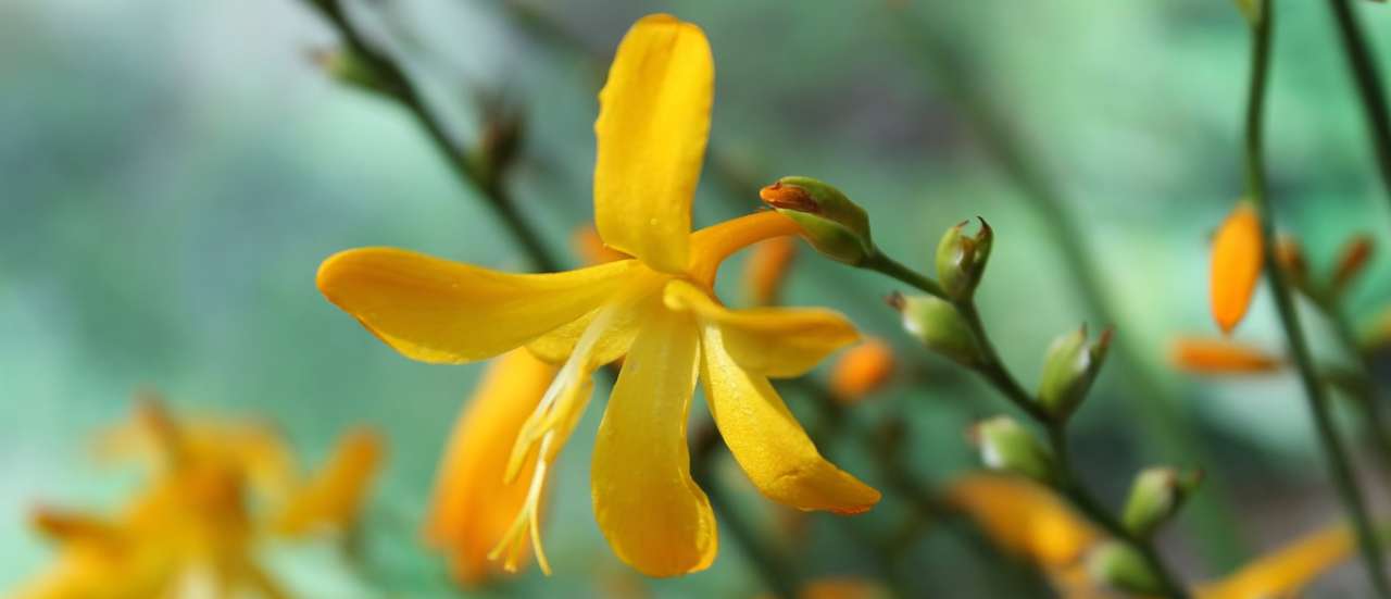 Crocosmia 'Paul's Best Yellow' - Image by Steffen77 from Pixabay