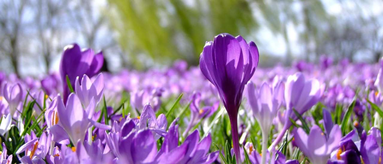 Purple Crocus - Image by ADD from Pixabay