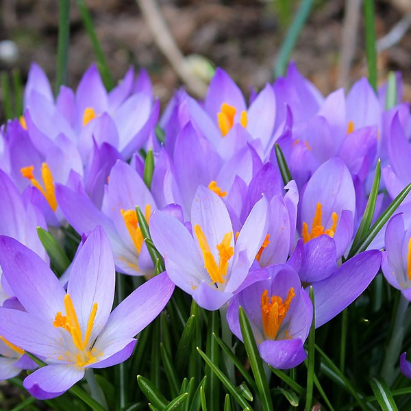 Purple Crocus - Image by tove erbs from Pixabay