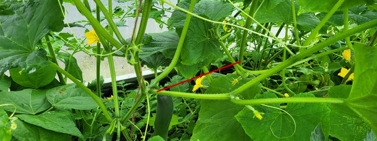 Sideshooting cucumbers