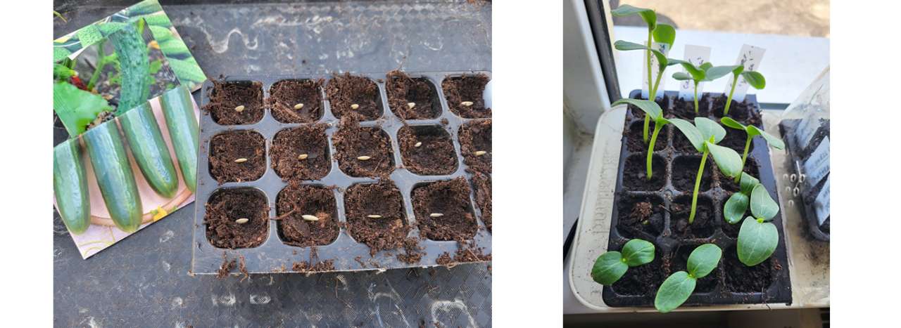 Cucumbers sown in modular trays with small cells - Photo by Richard (AGC) 23/04/2026