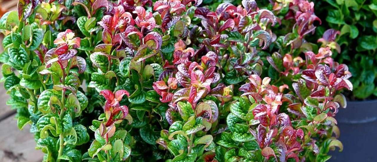 Leucothoe Curly Red