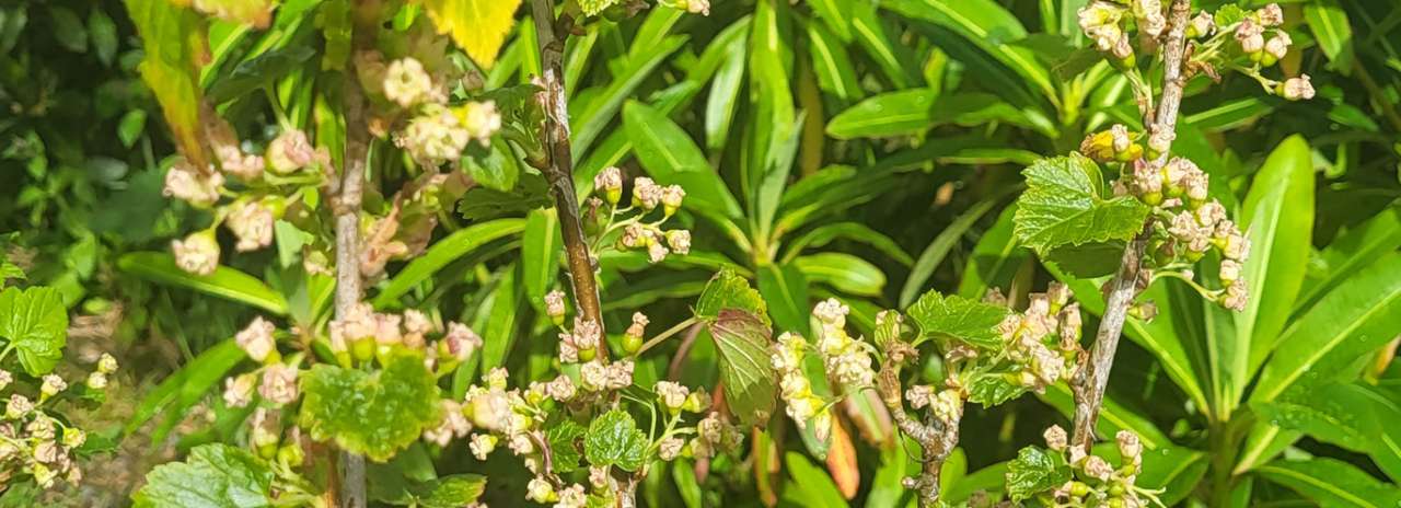 Berries forming on blackcurrant bushes after pollination - Phot taken by Richard (AGC) 11 May 2026