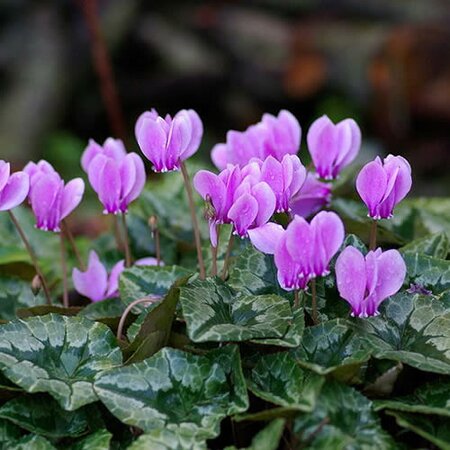 Cyclamen hederifolium - Photo by hamon jp (GFDL)