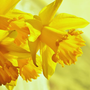Golden Daffodil - Image by congerdesign from Pixabay