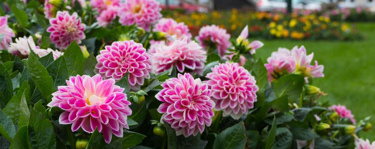 A flower bed of solid dahlia colour - Courtesy of pickpik