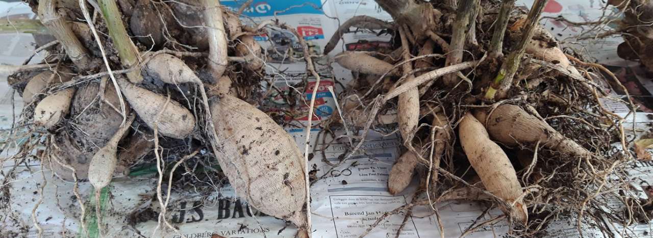 Dahlia tubers can be lifted over winter and stored in frost free cover - Photo by Ellywa (CC BY-SA 4.0)