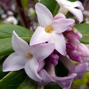 Daphne bholoa - Photo by Magnus Manske (CC BY-SA 2.0)