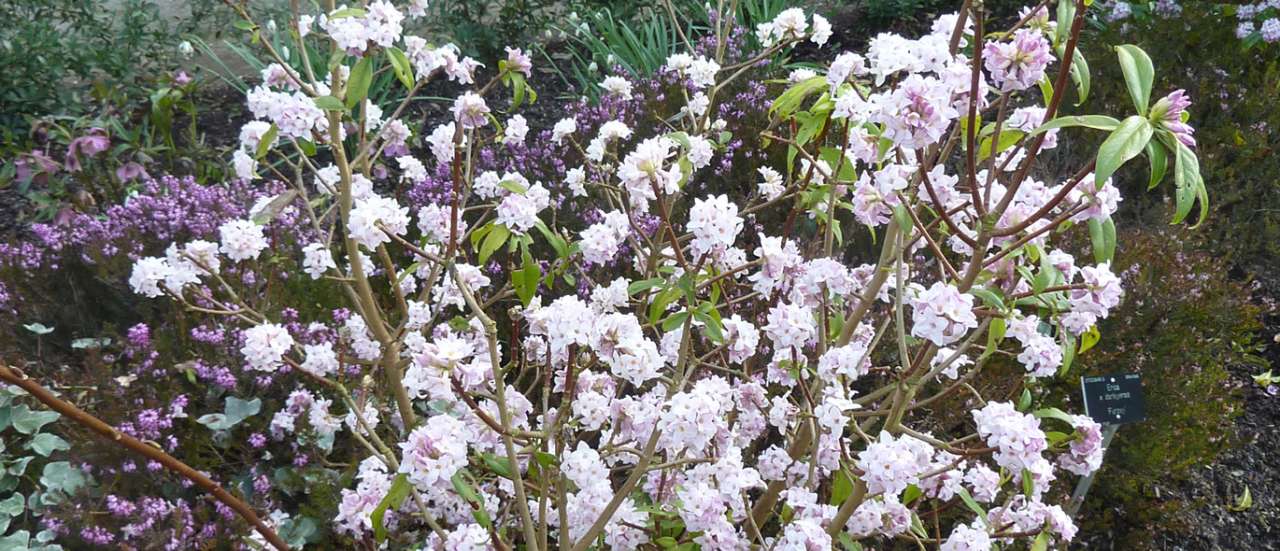 Daphne 'Jacqueline Postill' - photo by Magnus Manske (CC BY-SA 3.0)