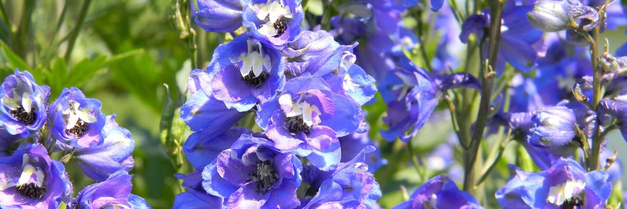 Delphiniums are a popular herbaceous perennial - Image by Alina Kuptsova from Pixabay