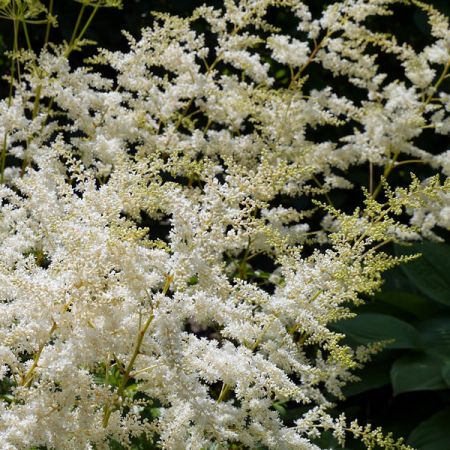 Astilbe “Deutschland” - Image by Jörg Husemann from Pixabay