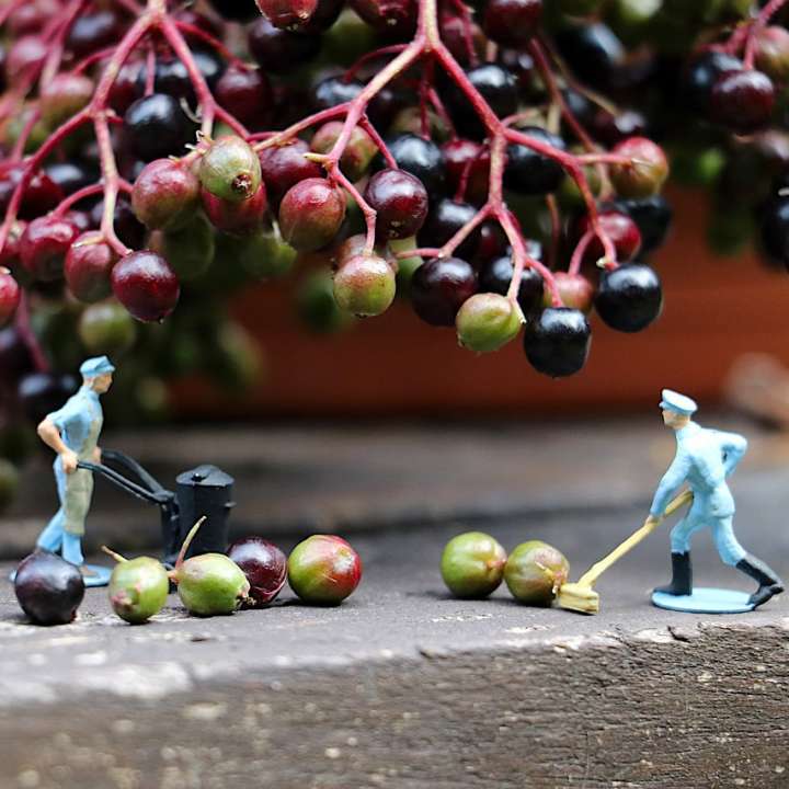 Elderberries being swept up by toy soldiers - Image by pearly- peach from Pixabay
