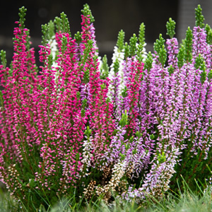 Erica carnea - Public Domain Image (CC0 1.0)