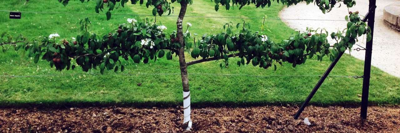 Espalier Fruit Tree - Ellen Thompson's photo, licensed as CC BY 2.0