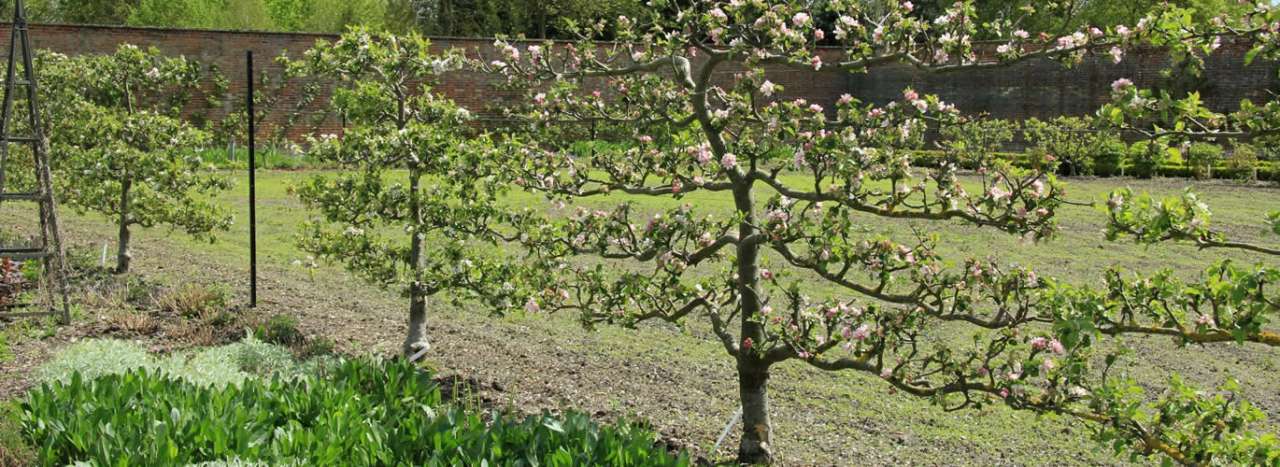 Espaliered fruit trees at the Wimpole Estate, Cambridgeshire - photo by Karen Roe (CC BY-SA 2.0)