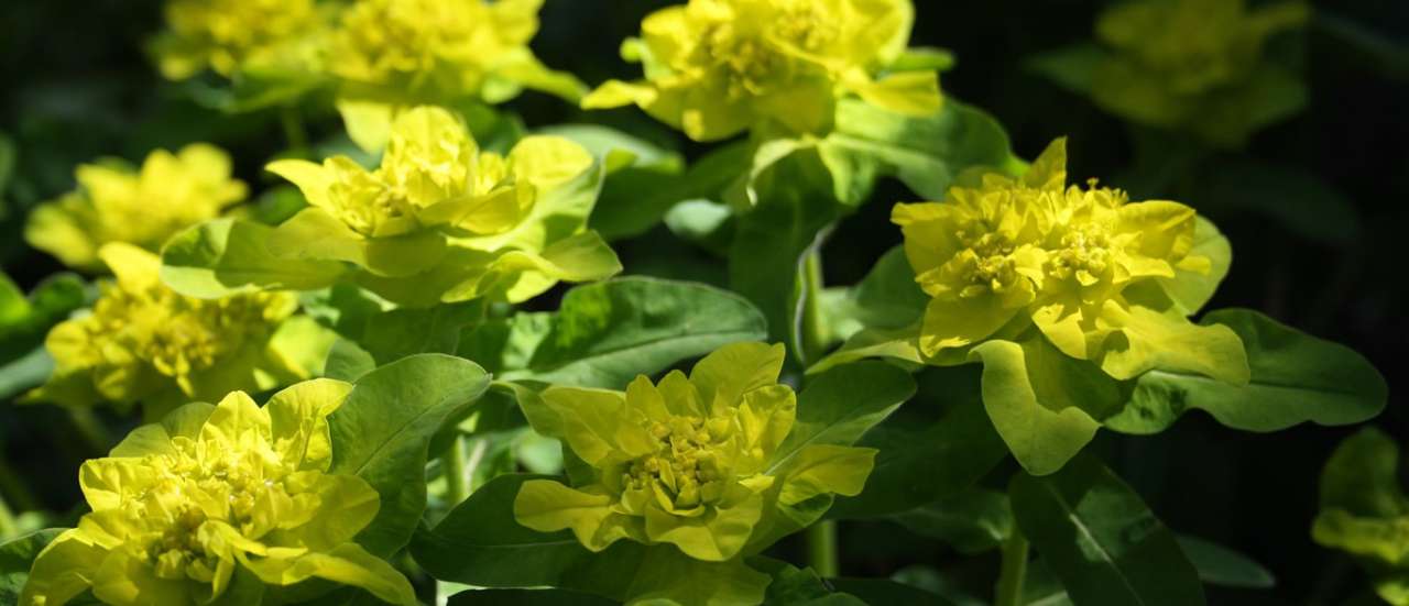 Euphorbia - Image by Rob Leake from Pixabay