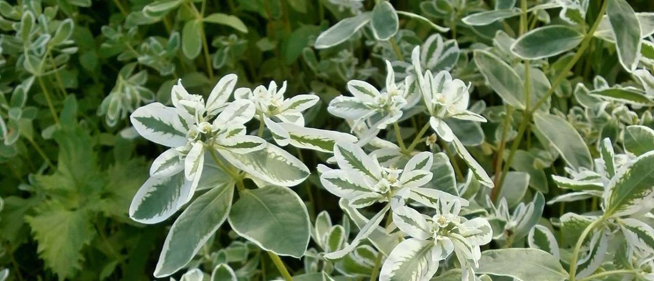 Euphorbia - Image by RococoNeko from Pixabay