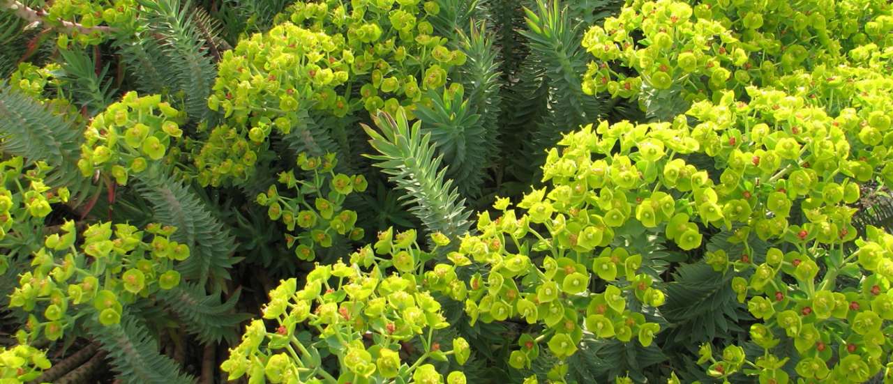 Euphorbia Rigida - Seán A. O'Hara (CC BY-SA 2.0)