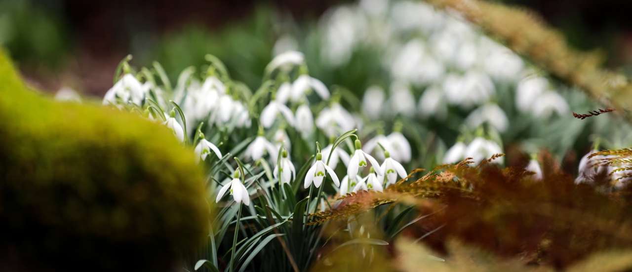 Spring Garden - Snowdrops - Image by Ilona Ilyés from Pixabay