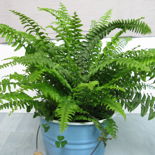 Boston fern growing in a decorative garden container - Photo by bfishadow, Flickr (CC BY-SA 2.0)