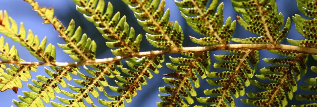 Fern Sori on the underside of a fern leaf - Photo by Derek Keats, Flickr (CC BY-SA 2.0)
