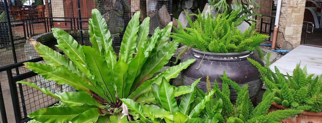 A mix of ferns, planted and in containers - CC0 licensed photo by Mohammed Kateregga