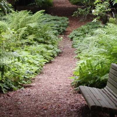 Ferns softening the edges of a pathway - Photo by Stan Shebs (CC BY-SA 3.0)