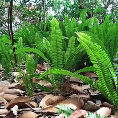 Shield ferns growing in a shaded woodland