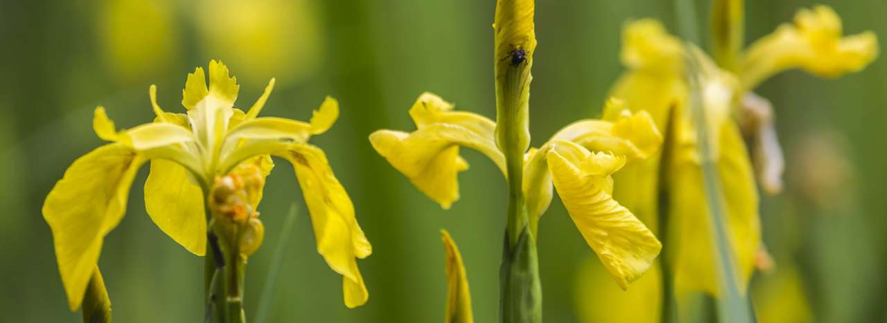 Yellow Flag Iris (iris pseudacorus) Image by Bruno Müller from Pixabay