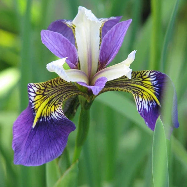 Flag Iris (iris pseudacorus) 'Holden's Child' - Photo by peganum (CC BY-SA 2.0)