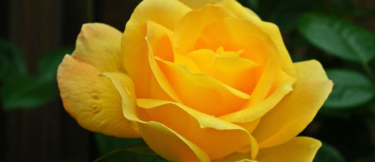 Rose ‘Arthur Bell' - Image by Teodor Buhl from Pixabay