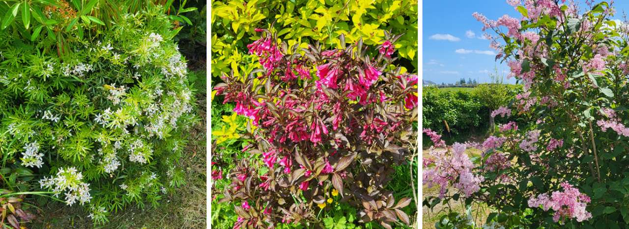Flowering shrubs for light pruning in June - Choisya, Weigela and Lilac