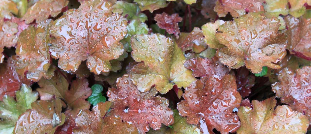 Heuchera - Image courtesy of Pixabay