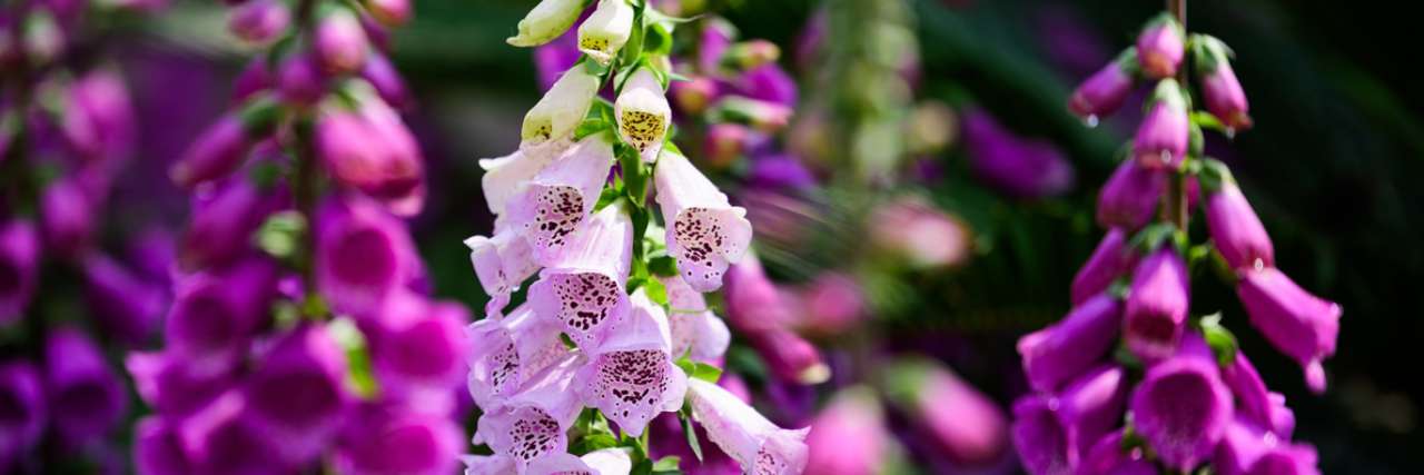 Foxgloves are a popular biennial - Image by GuangWu YANG from Pixabay