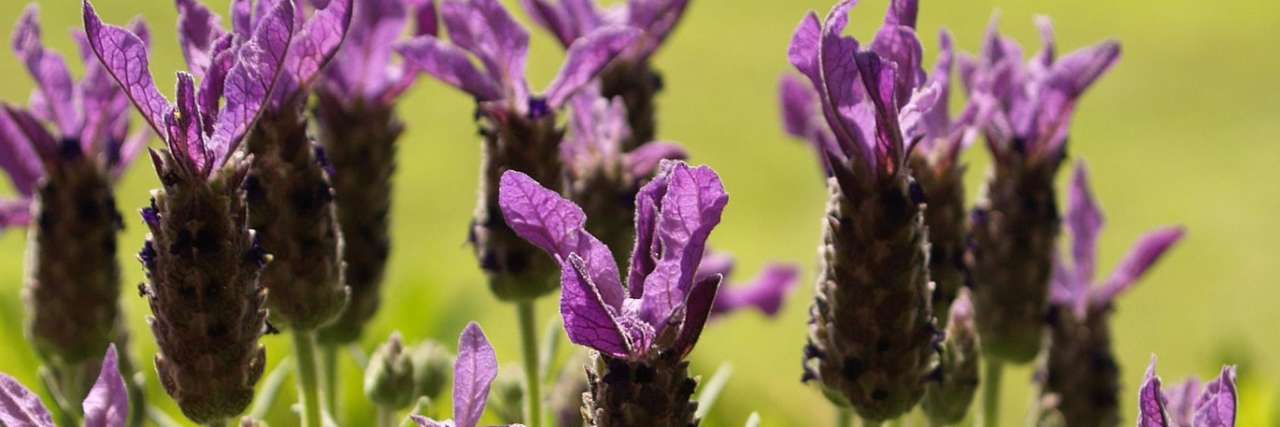 French Lavender - Image by TraumTraeumer from Pixabay