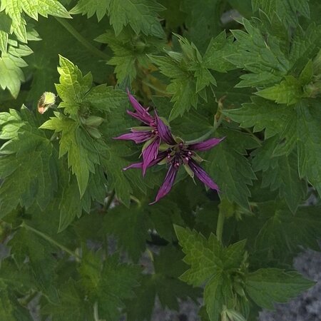 Geranium 'Catherine Deneuve'  - Photo taken at Ardcarne Garden Centre 30/05/2026