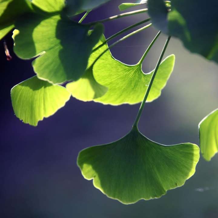 Ginkgo Biloba is a great climate resilient plant - Image by Eric Michelat from Pixabay