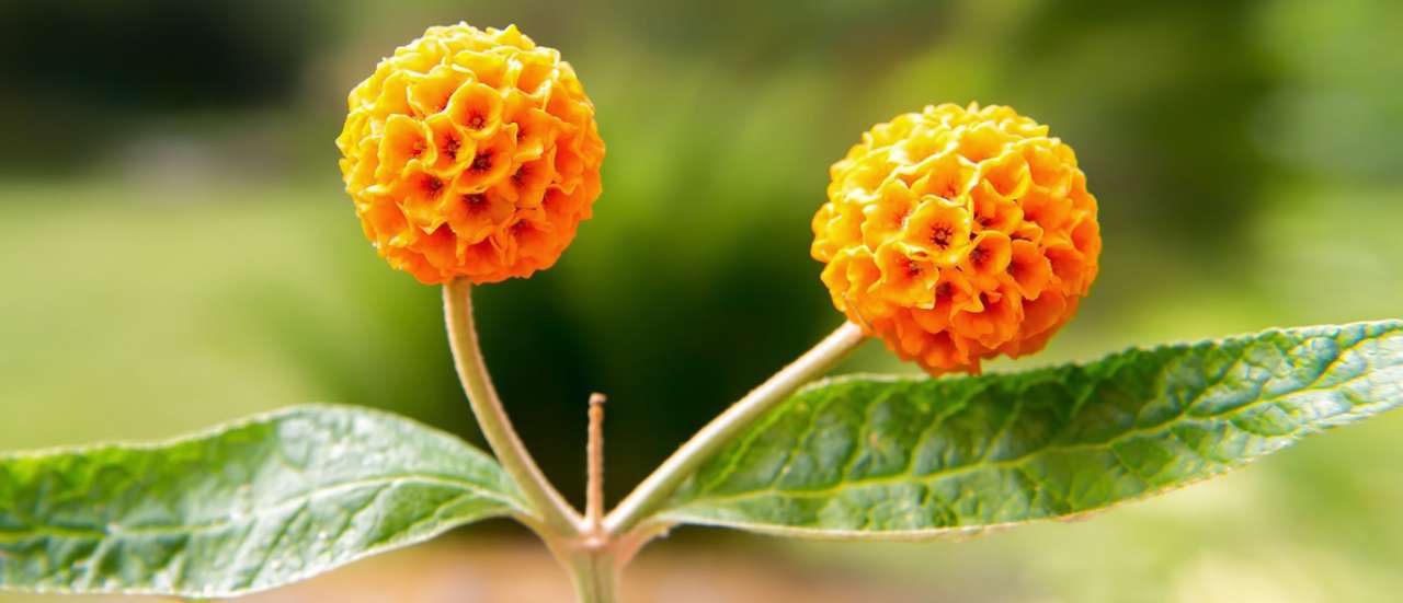Buddleja globosa - Image by ALEX from Pixabay