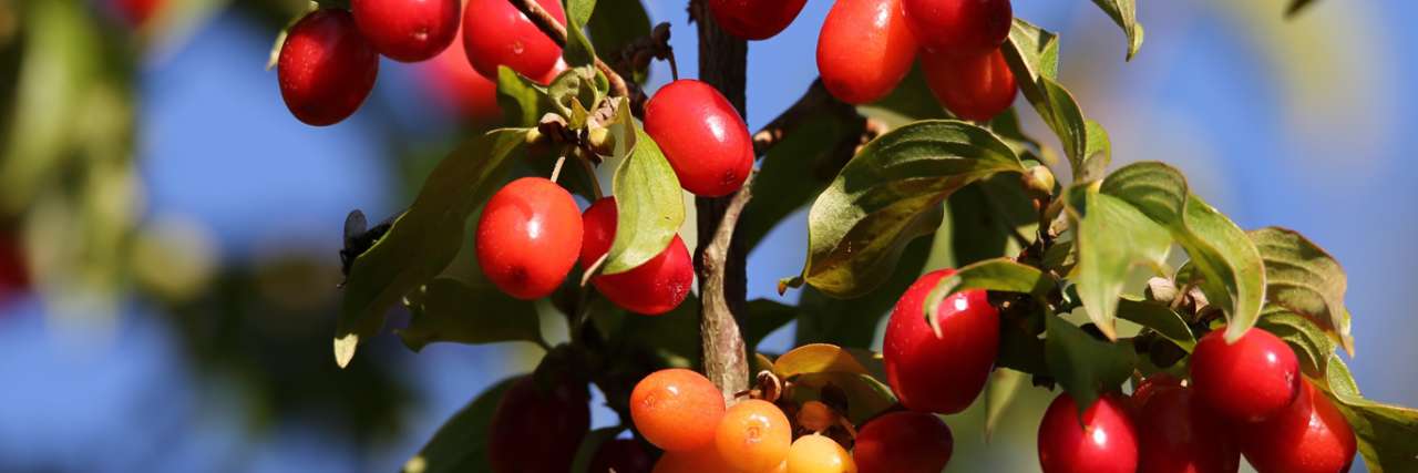 Cornus Mas berries - Image by Goran Horvat from Pixabay