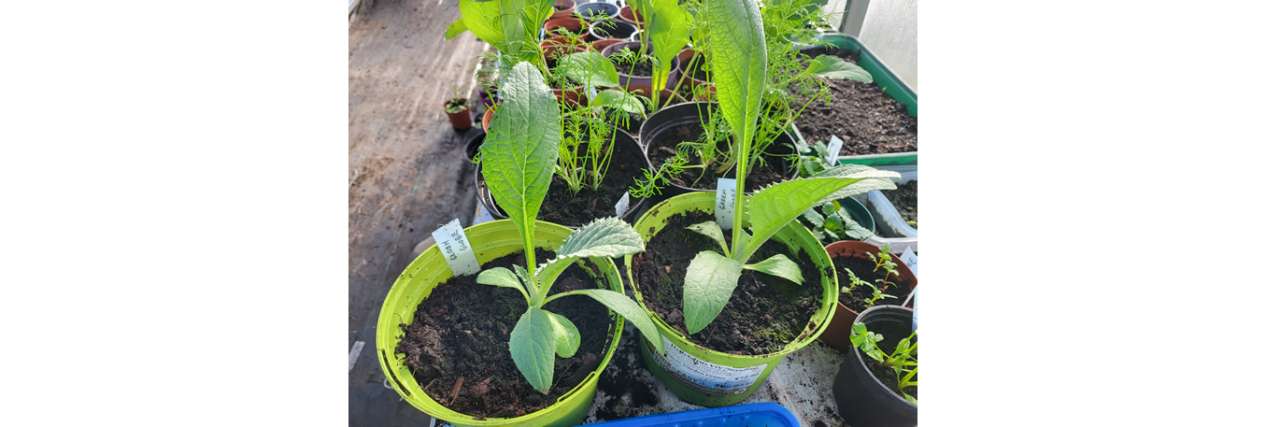 Green Globe Artichoke Plants Sown in February 26 - Photo taken 13 April 2026 - Richard (AGC)