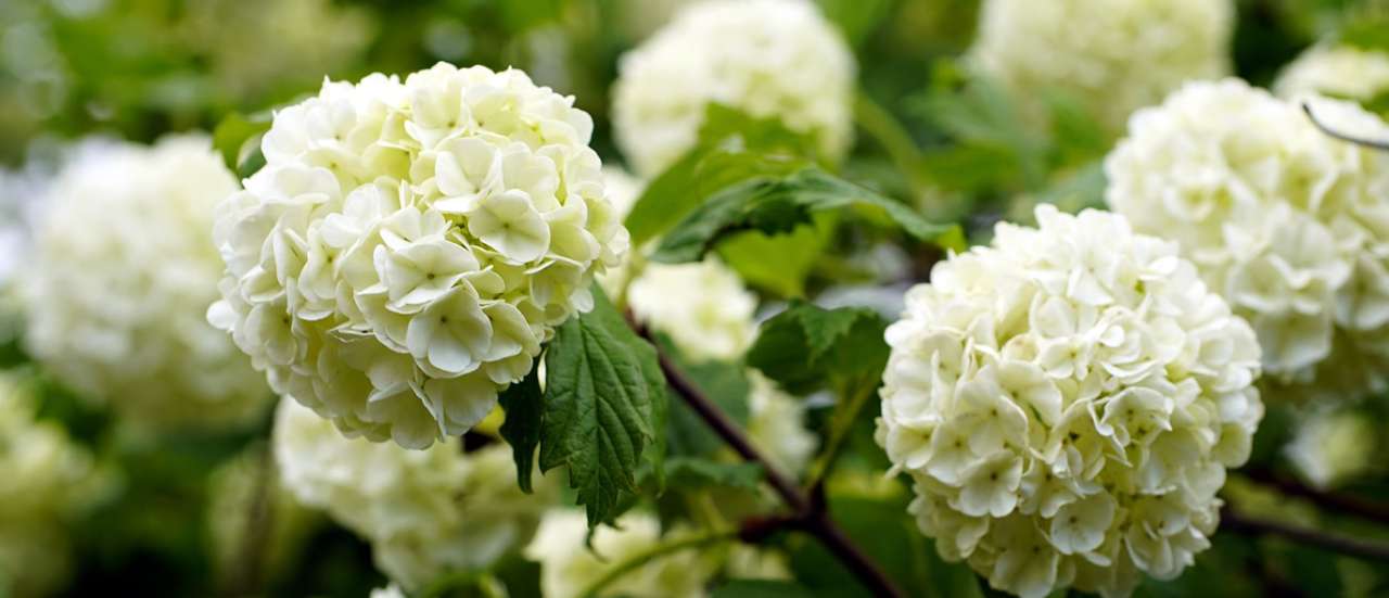 Guelder Rose - Image by beauty_of_nature from Pixabay