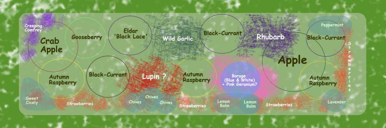 Draft plan of a fruit guild with an apple tree as the main 'keystone' plant along with some fruit bushes
