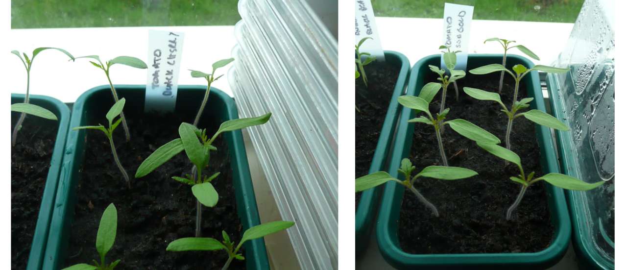 Tomato Seedlings after approx. 2 weeks in heated propagator