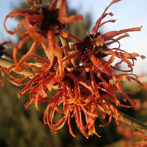 Hamamelis “Jelena” - Photo by Meneerke bloem (GFDL)