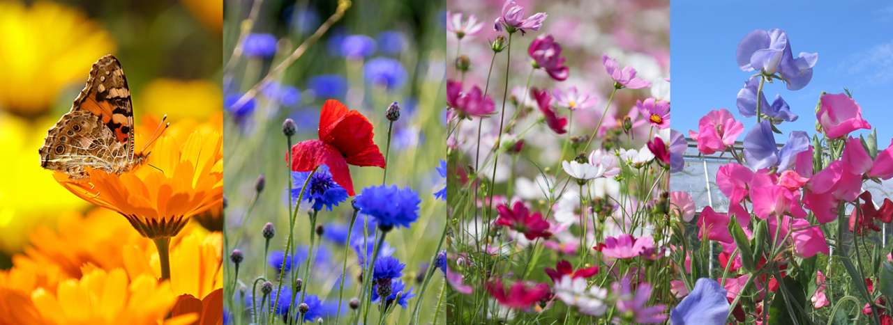 Calendula, Cornflower, Cosmos & Sweetpeas - images courtesy of pixabay (by Vikramjit Kakati, Anonymous, Trung Nguyễn & Lena Svensson respectively)